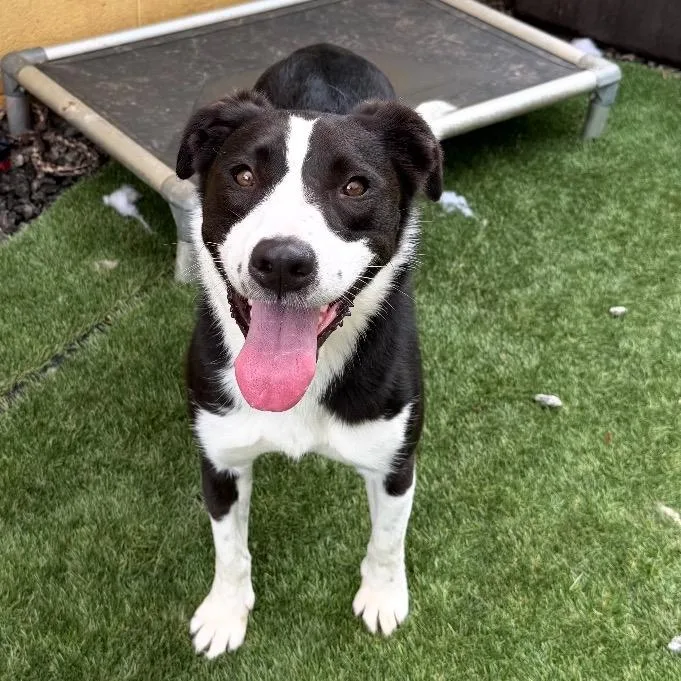 An adult medium-sized female Black Collie dog named Lassy for adoption in Walden, NY