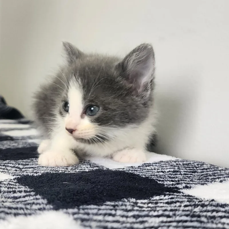 A baby small-sized male Gray / Blue / Silver Domestic Short Hair cat named Bonzai for adoption in Toledo, OH