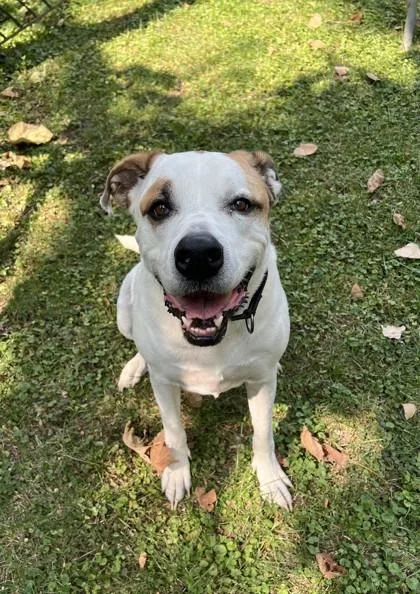 A senior extra large-sized male White / Cream Mixed Breed dog named Pan for adoption in Kansas City, MO