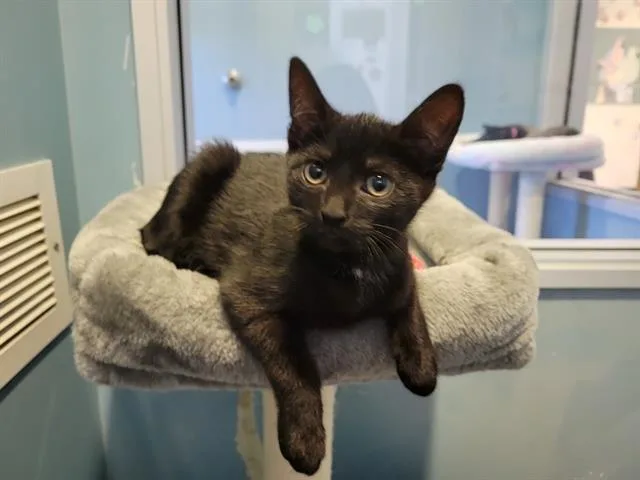 A baby small-sized female Domestic Short Hair cat named Junie for adoption in Santa Clara, CA