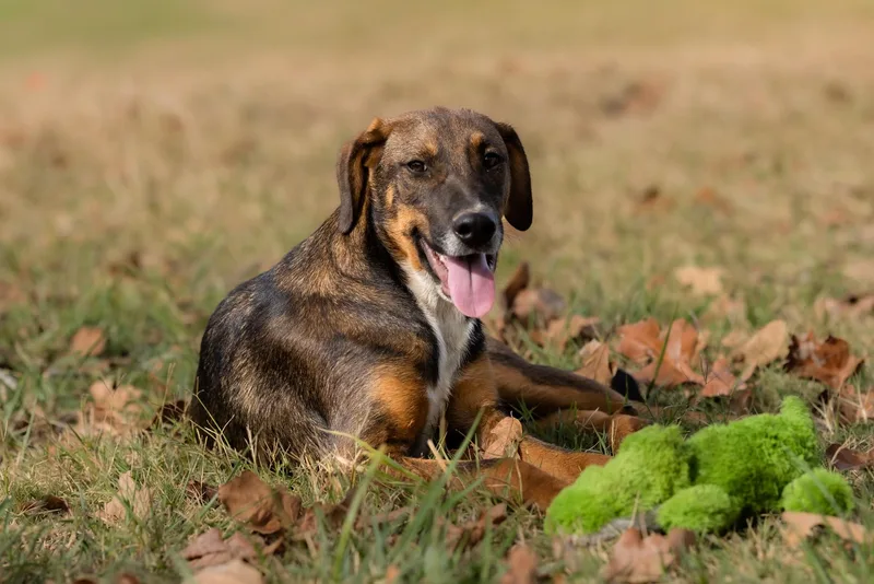 A baby medium-sized male Catahoula Leopard Dog named Bronco for adoption in Okolona, MS