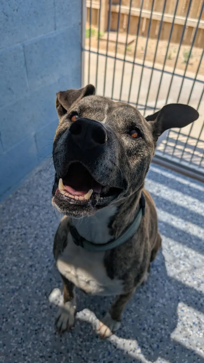 An adult large-sized male Brindle Pit Bull Terrier dog named Skinny for adoption in Benson, AZ