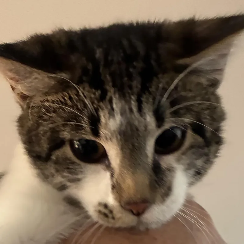 A baby small-sized female White Domestic Short Hair cat named Clea for adoption in Mundelein, IL