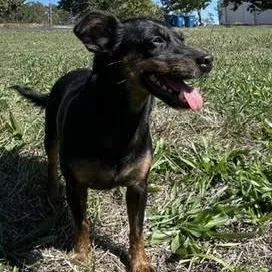 An adult small-sized female Chiweenie dog named Pip for adoption in Springfield, MO