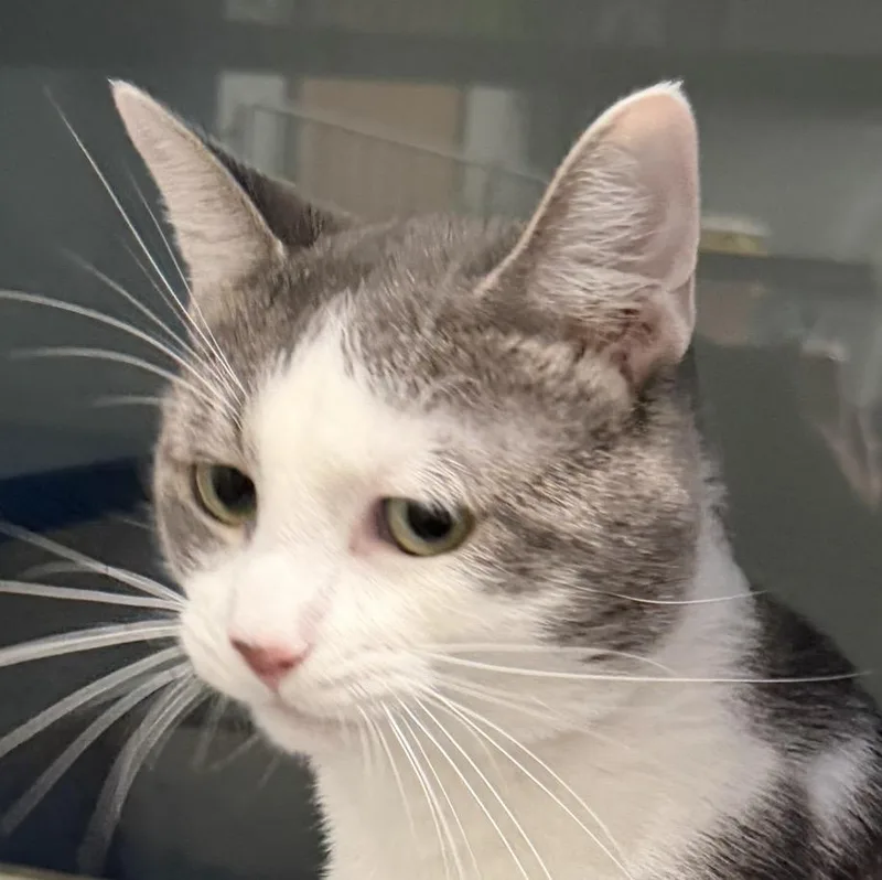 A young medium-sized male Gray & White Domestic Short Hair cat named Ozzy for adoption in Sault Sainte Marie, MI