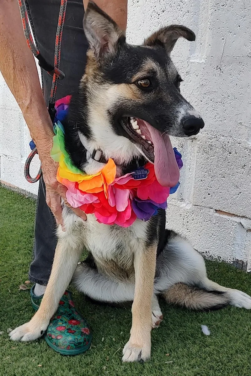 A young medium-sized female German Shepherd Dog dog named Pretty Girl for adoption in Tacoma, WA