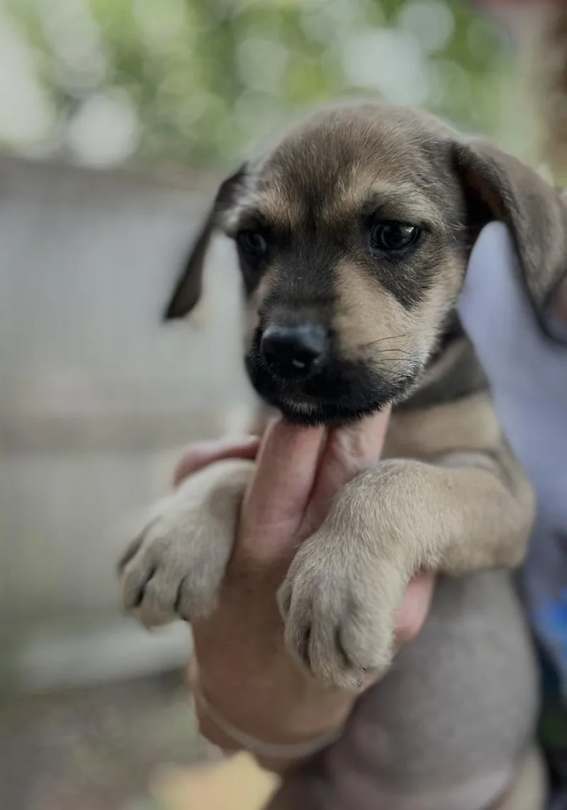 A baby medium-sized male Yellow / Tan / Blond / Fawn Labrador Retriever dog named Tommeo for adoption in Wonder Lake, IL