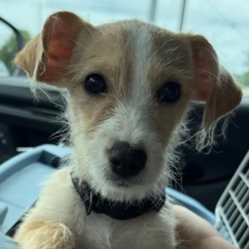 A baby small-sized female Yellow / Tan / Blond / Fawn Chihuahua dog named Missy for adoption in Baton Rouge, LA