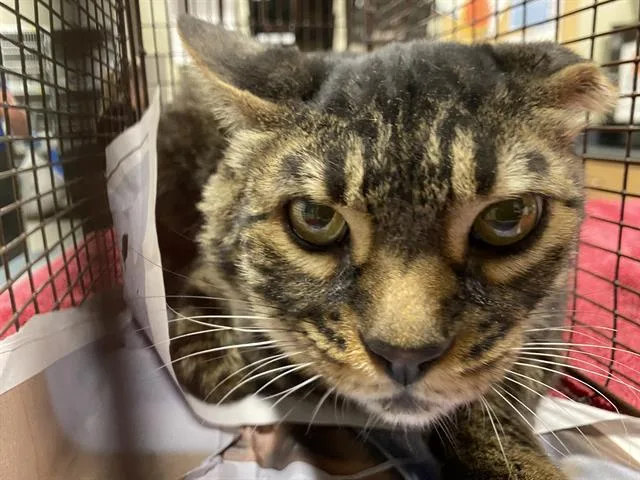 An adult large-sized male Domestic Short Hair cat named A for adoption in Modesto, CA