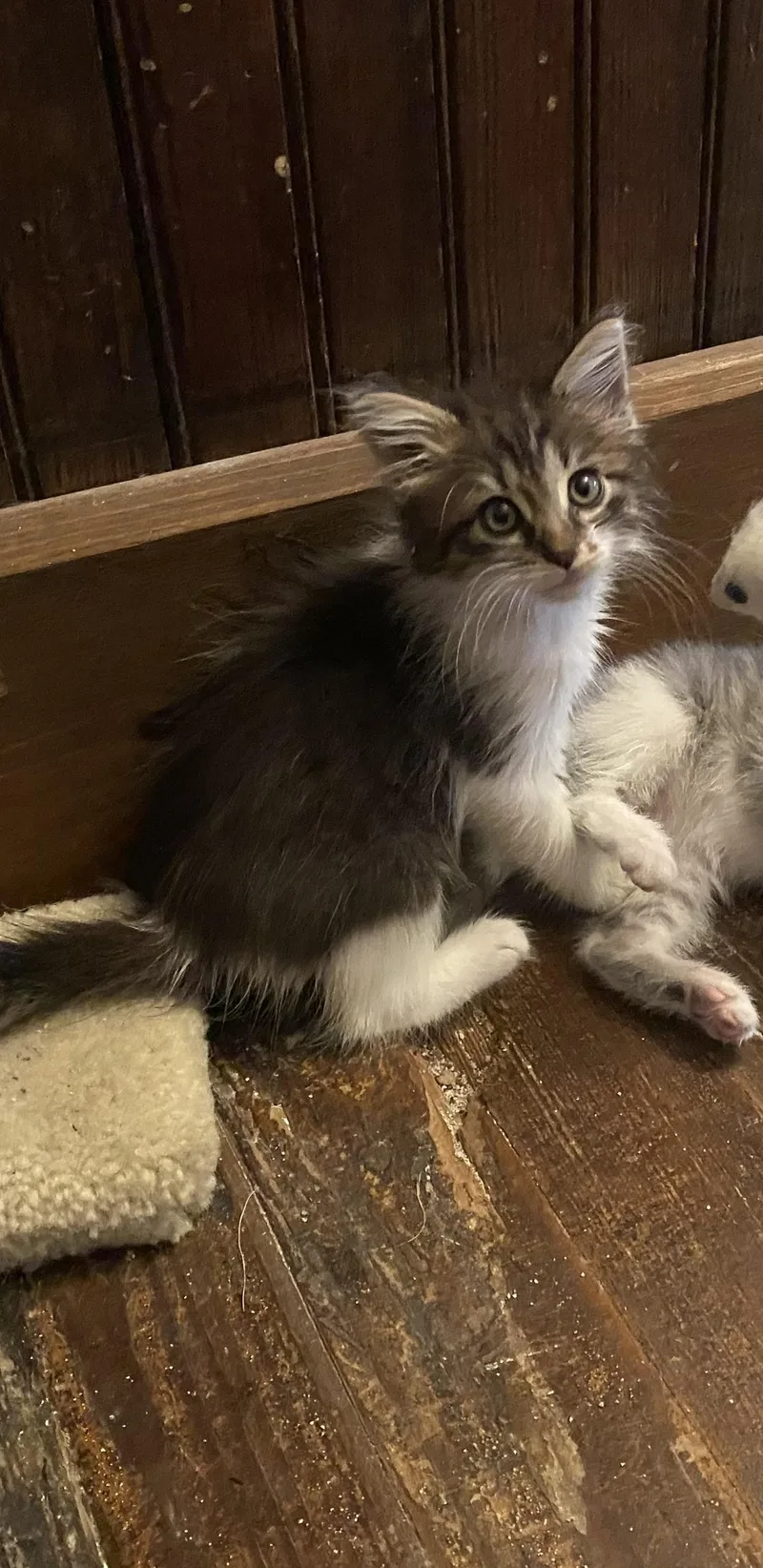 A baby medium-sized male Black & White / Tuxedo Domestic Long Hair cat named Gremlin for adoption in Dawson, GA