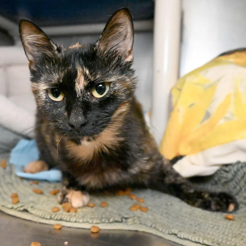 A young medium-sized female Tortoiseshell Domestic Short Hair cat named Trinkett for adoption in West Palm Beach, FL