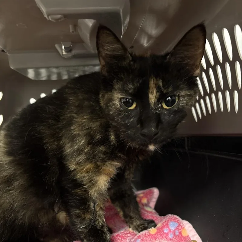 Trinkett thumbnail 2