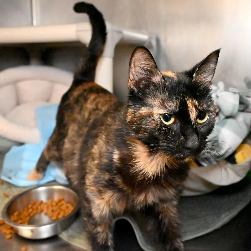 Trinkett thumbnail 3