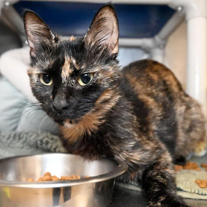 Trinkett thumbnail 4