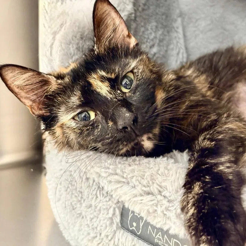 Trinkett thumbnail 5