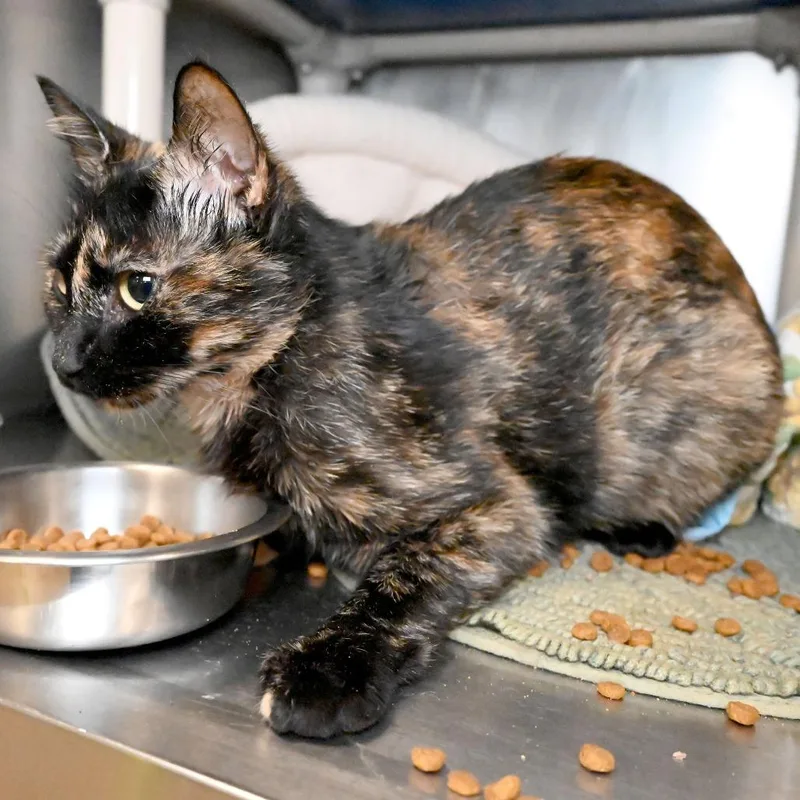 Trinkett thumbnail 6