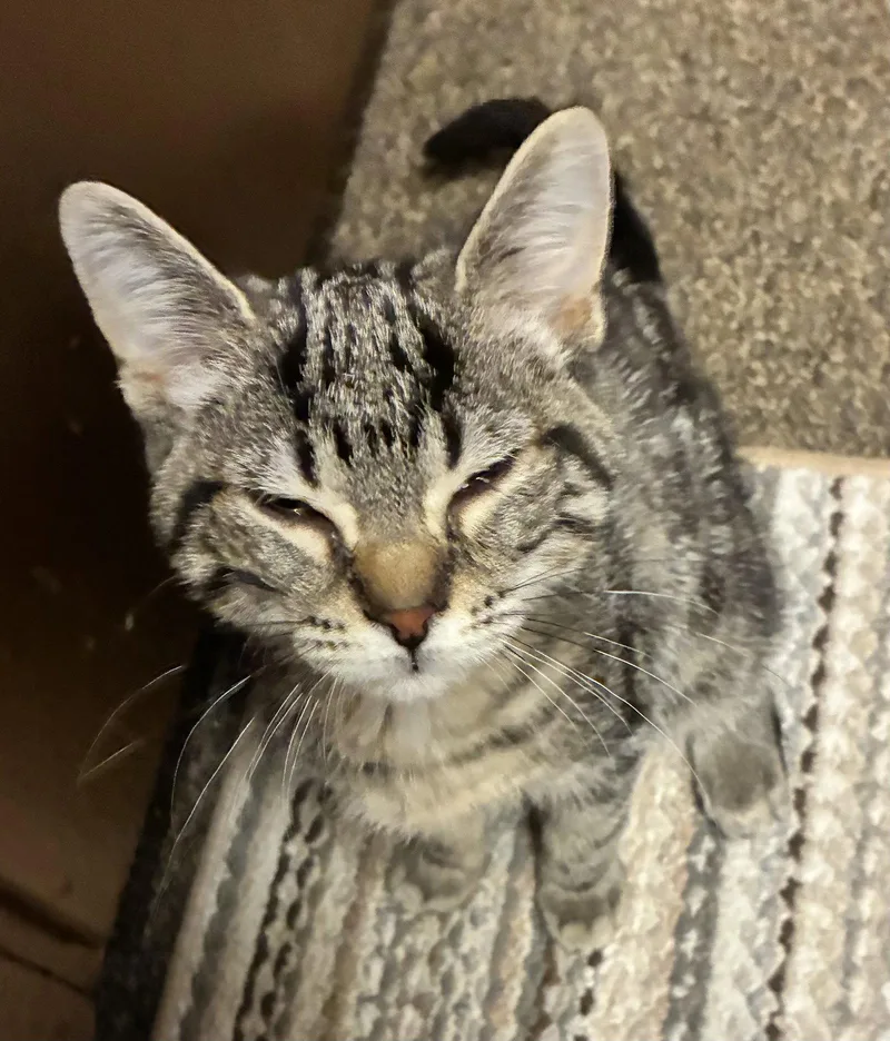 A baby medium-sized female Domestic Short Hair cat named Clara for adoption in Walled Lake, MI