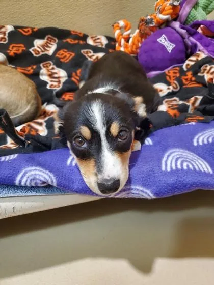 A baby small-sized female Mixed Breed dog named Kagura for adoption in Pleasanton, CA