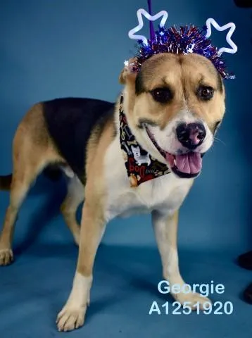 A young medium-sized male Tricolor (Brown, Black, & White) Shepherd dog named Georgie for adoption in Thousand Oaks, CA