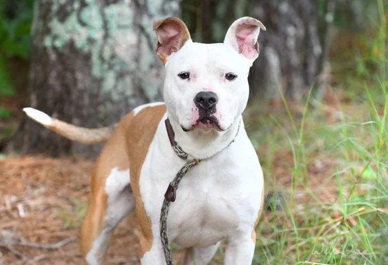 An adult medium-sized female White / Cream Pit Bull Terrier dog named Kiya for adoption in Monroe, GA