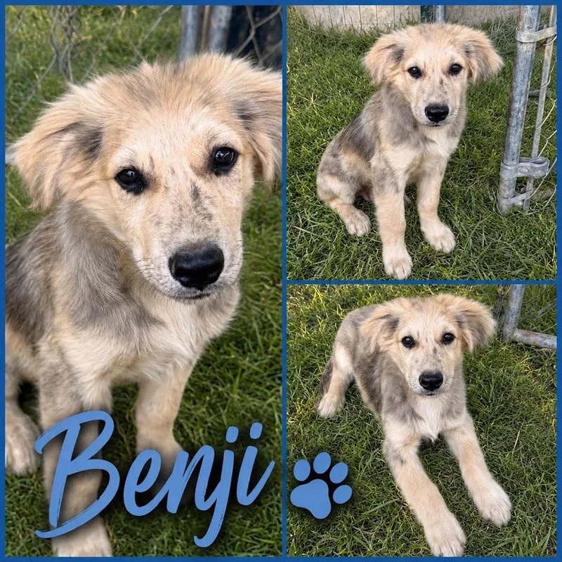 Benji