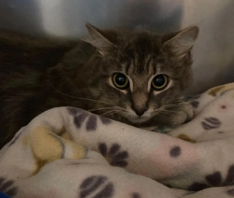 A young small-sized male Domestic Long Hair cat named Crawdad for adoption in Ocala, FL