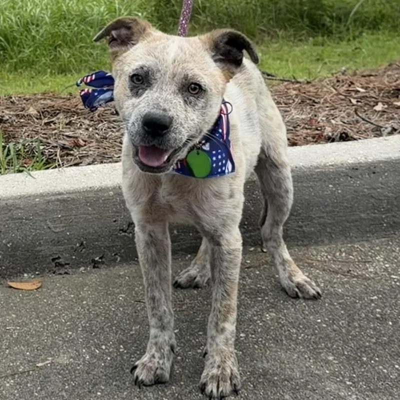 A young small-sized female Apricot / Beige Cattle Dog dog named Sasha for adoption in New Orleans, LA