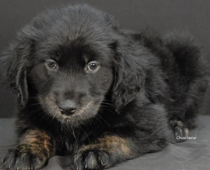 A baby medium-sized male Black Australian Shepherd dog named Chickpea for adoption in Newland, NC