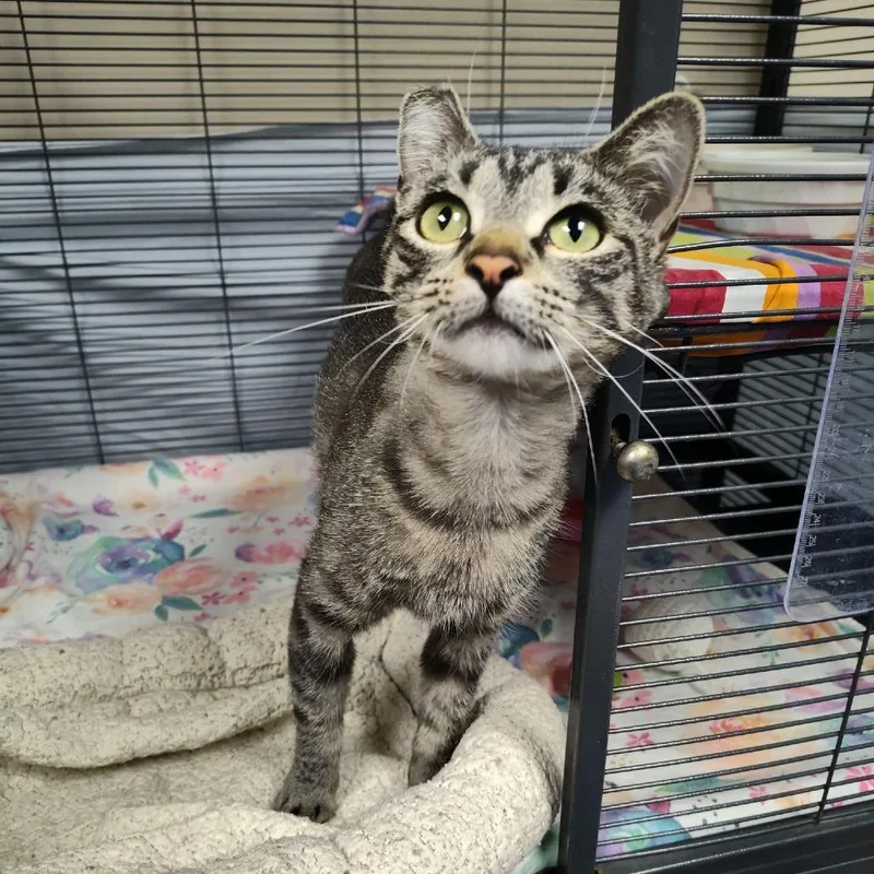 An adult medium-sized female Gray / Blue / Silver Domestic Short Hair cat named Matilda for adoption in Norfolk, NE