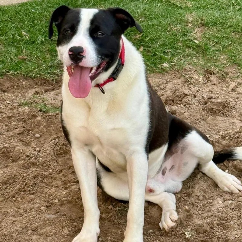 Domino