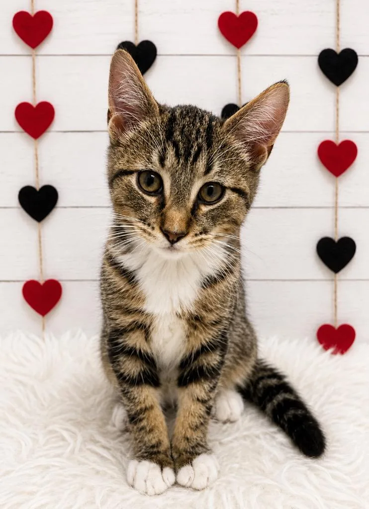 A baby small-sized male Domestic Short Hair cat named Bruno for adoption in Corpus Christi, TX