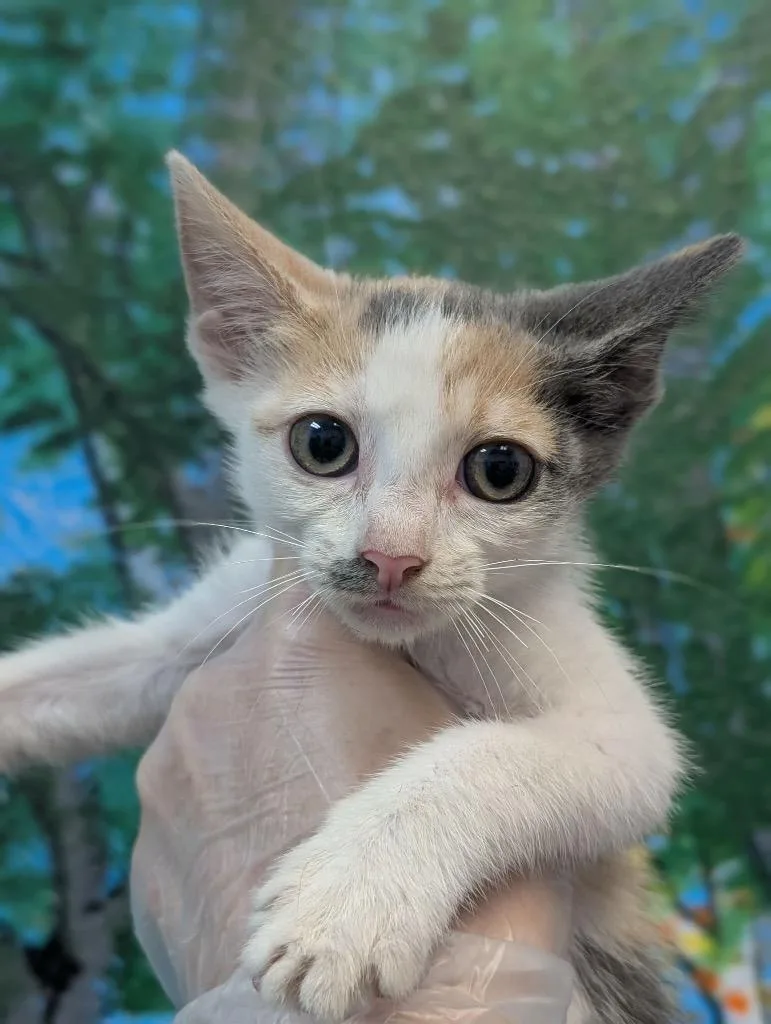 A baby medium-sized female Domestic Short Hair cat named Maggie for adoption in New Braunfels, TX