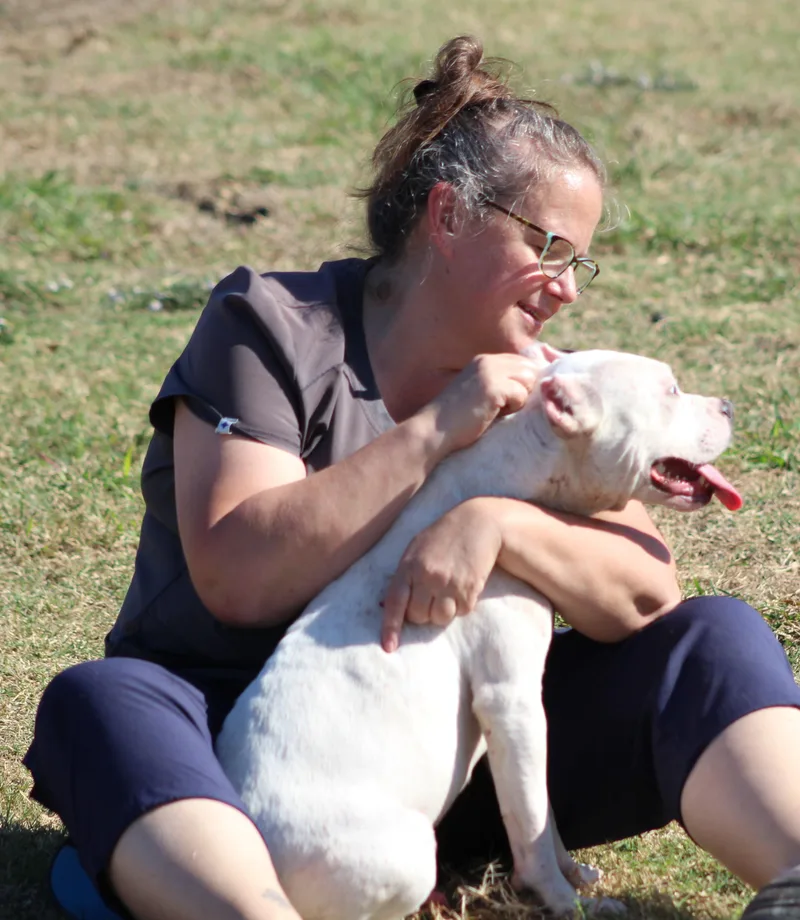 A young medium-sized male White / Cream Pit Bull Terrier dog named Wyatt for adoption in Temple, TX