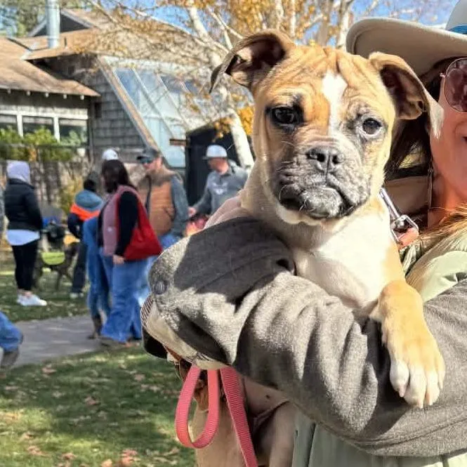A baby small-sized female Yellow / Tan / Blond / Fawn Boxer dog named Bubbles for adoption in Bend, OR