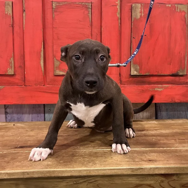 A baby small-sized female Brown / Chocolate Mixed Breed dog named Fwt Prada for adoption in Midland, TX