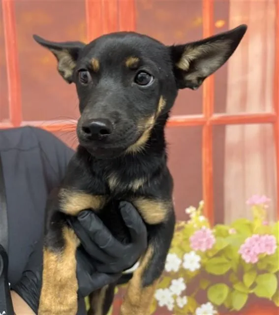 A baby small-sized female German Shepherd Dog dog named Sophie for adoption in San Bernardino, CA