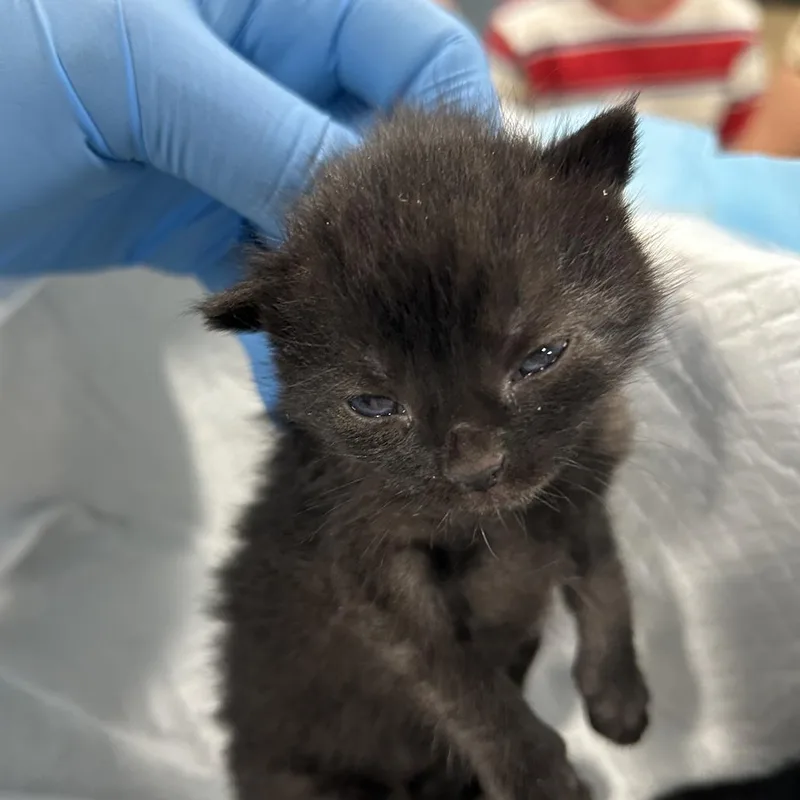 A baby small-sized female Gray / Blue / Silver Domestic Short Hair cat named Eponine for adoption in Newark, NJ