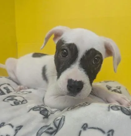 A baby medium-sized female Mixed Breed dog named Bandit for adoption in Houston, TX