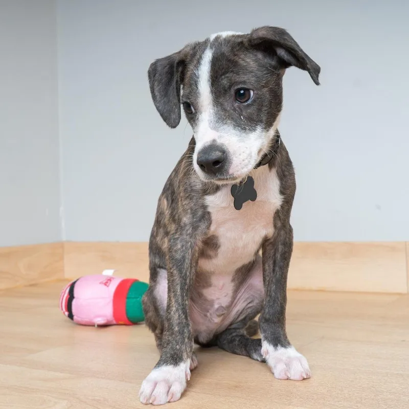 A baby small-sized male Brindle Terrier dog named Blaze D for adoption in Minnetonka, MN