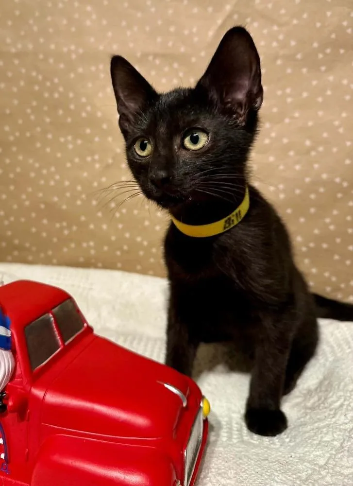 A baby small-sized male Black Domestic Short Hair cat named Bill for adoption in Groveland, MA