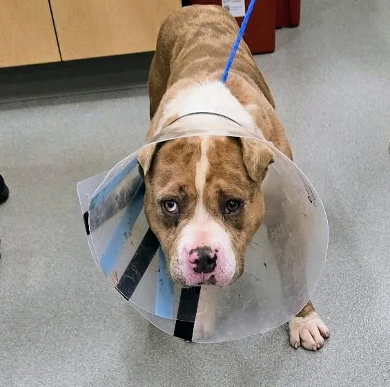 An adult medium-sized male Merle (Red) American Bully dog named 26-198 for adoption in Amityville, NY