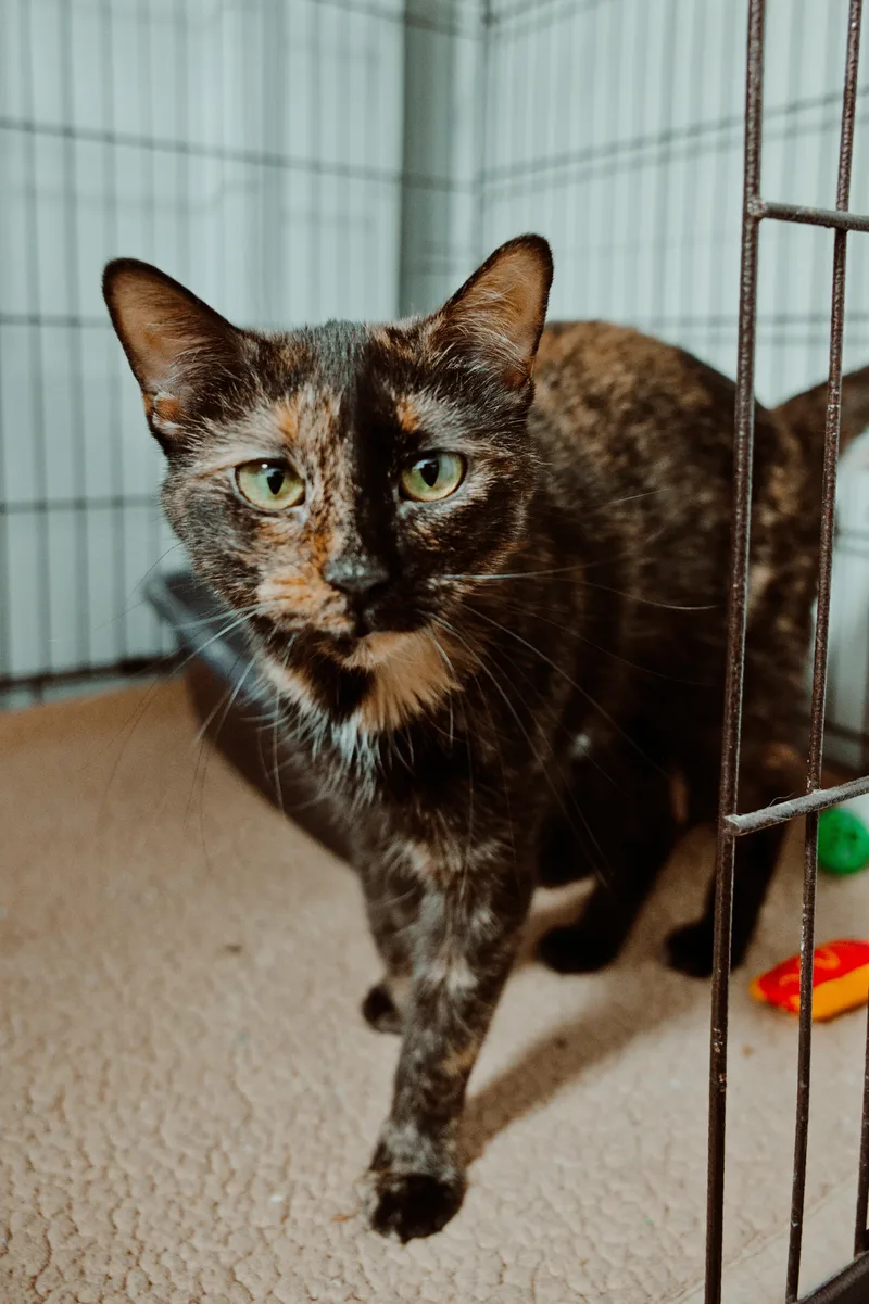 A young medium-sized female Torbie cat named Twizzle for adoption in Le Mars, IA