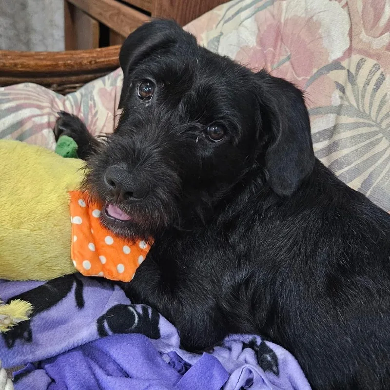 An adult medium-sized female Black Terrier dog named Olive for adoption in Rockville, MD