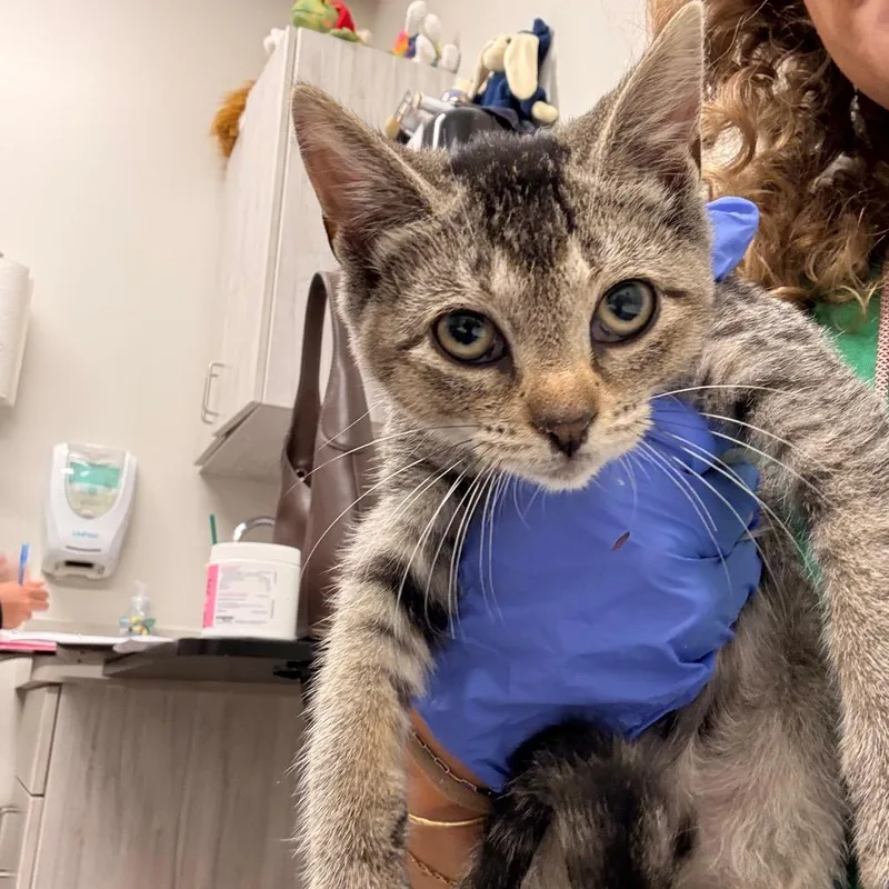 A baby small-sized female Brown / Chocolate Domestic Short Hair cat named Luxord for adoption in Saint Louis, MO