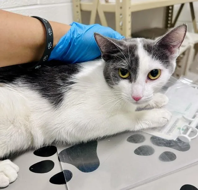 A young small-sized female Domestic Short Hair cat named Disney for adoption in Derwood, MD