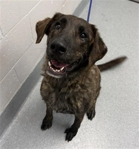 An adult large-sized female Labrador Retriever dog named Wave for adoption in Indianapolis, IN