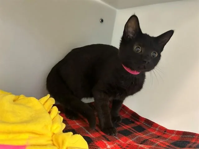 A baby small-sized female Domestic Short Hair cat named Dakota for adoption in Peoria, IL