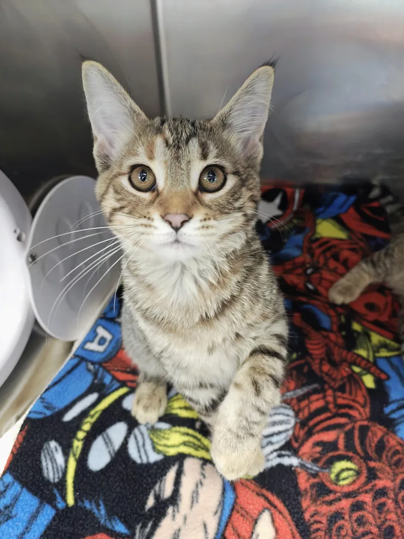 A young medium-sized male Tabby (Brown / Chocolate) Domestic Short Hair cat named The Brain for adoption in Oconto, WI