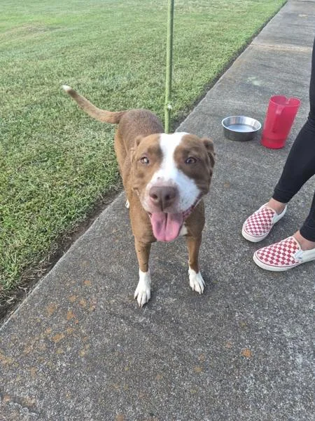 An adult medium-sized female Pit Bull Terrier dog named Pen Lumi for adoption in Lawrenceville, GA