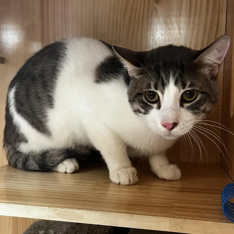 An adult medium-sized male Gray / Blue / Silver Domestic Short Hair cat named Skully for adoption in Yucca Valley, CA